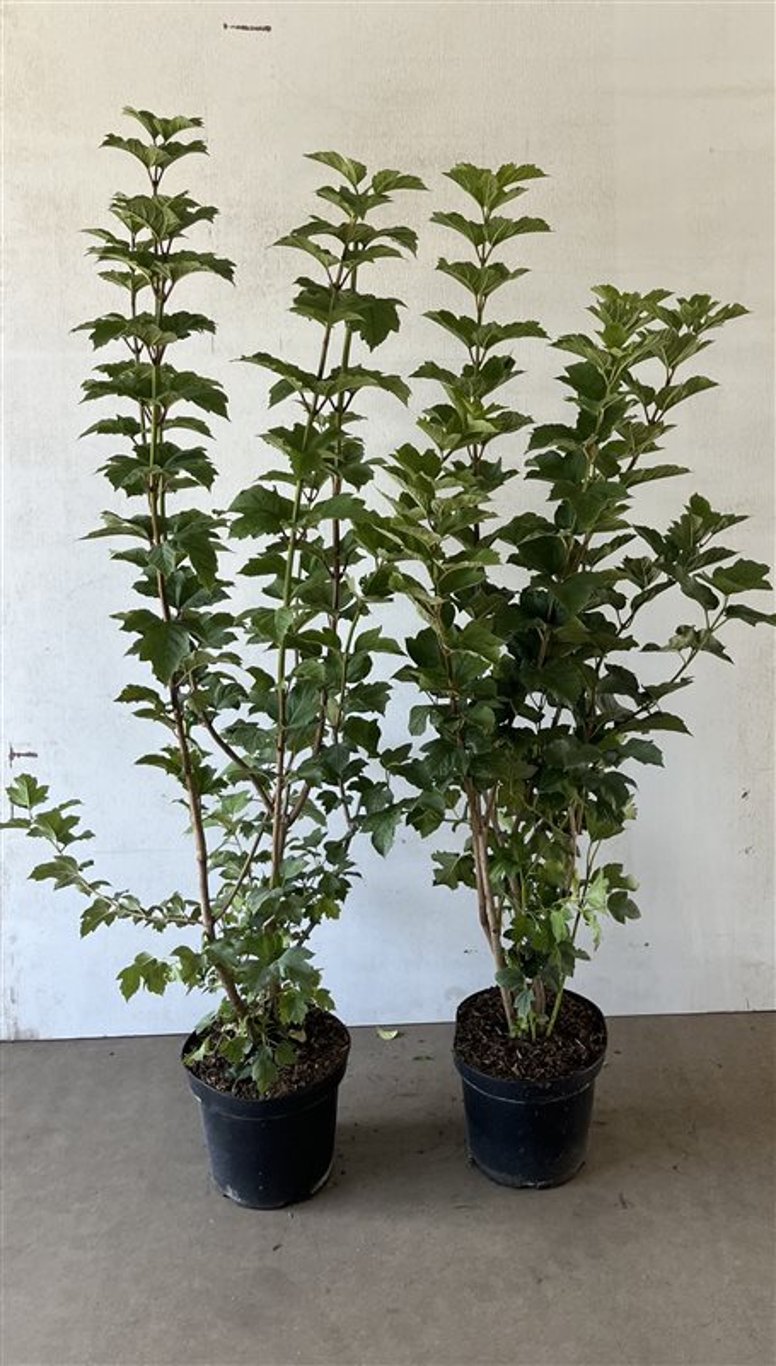 Viburnum opulus - C7,5 100-125 CM